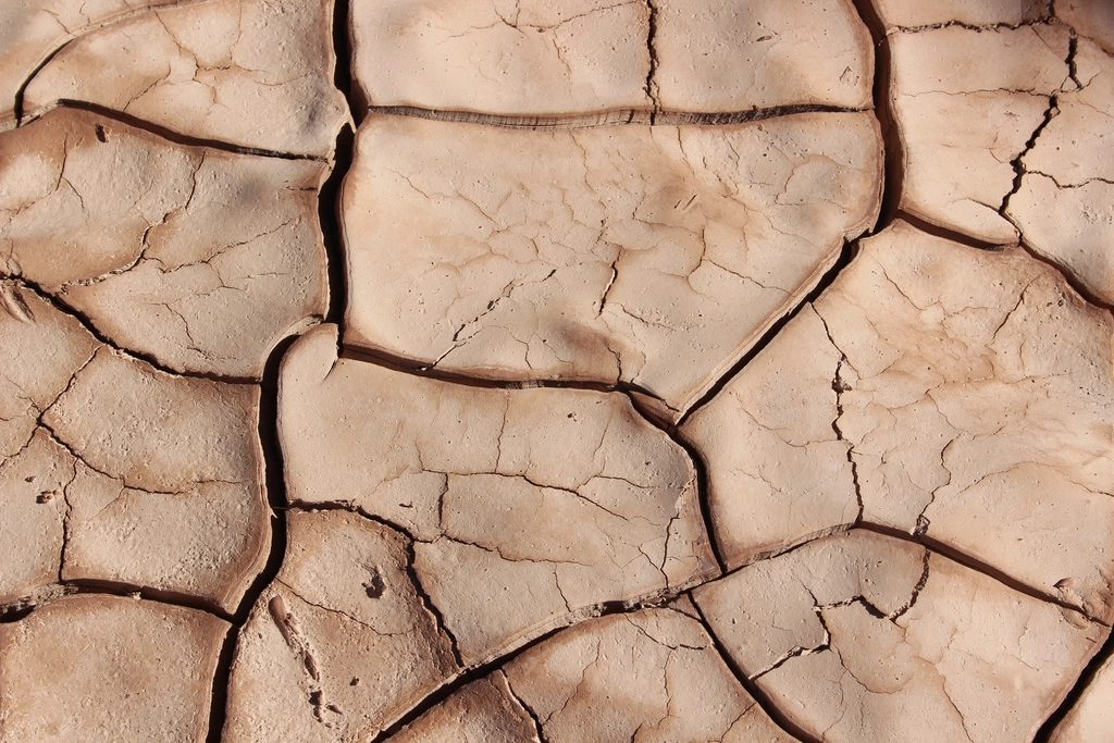 Zes weken geen water gegeven: hoe onze tuin de droogte doorkwam