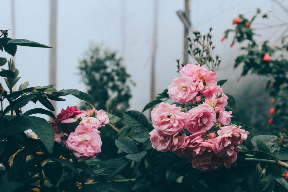 Een tuin zonder tegels: hoe we de helft eruit haalden